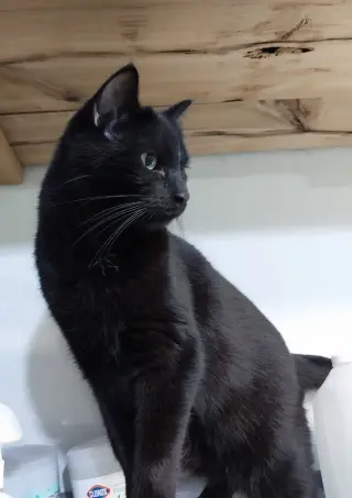 Hector Hobbes * IN FOSTER *