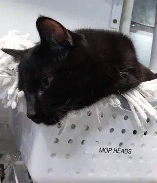 Hector Hobbes * IN FOSTER *