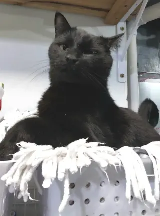 Hector Hobbes * IN FOSTER *
