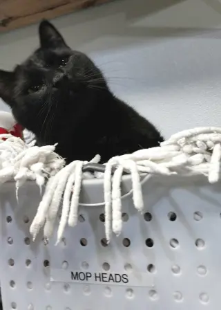Hector Hobbes * IN FOSTER *