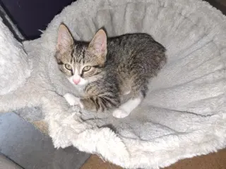 FRANKLIN