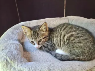 FRANKLIN
