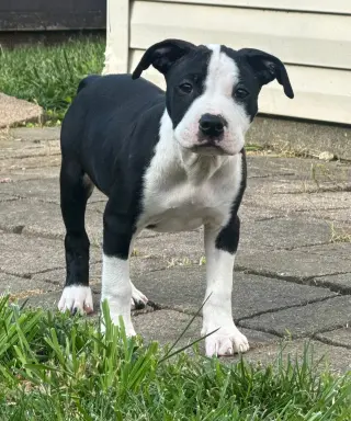 Delilah