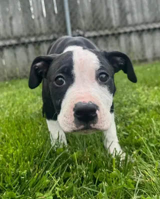 Delilah
