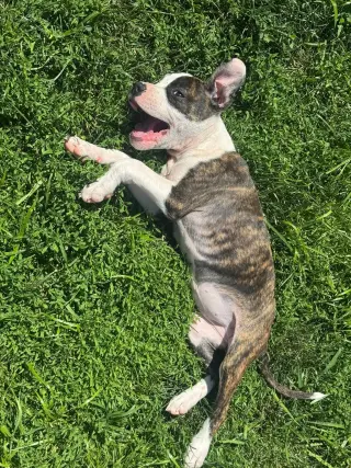 Petunia