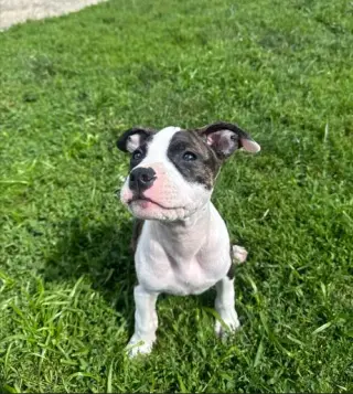 Petunia