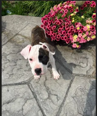 Zinnia