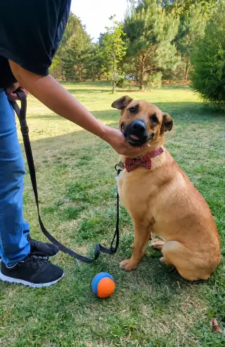 Golden Lab mix