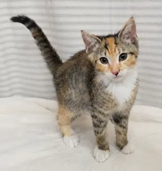 Kitten Yasso