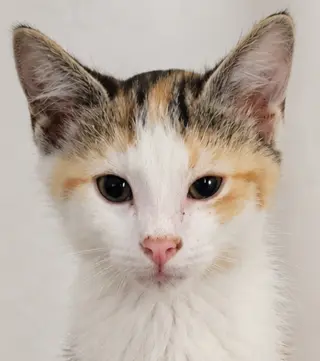 Kitten Halo