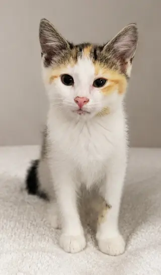 Kitten Halo
