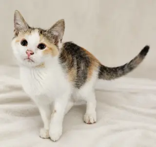 Kitten Halo