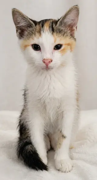 Kitten Halo