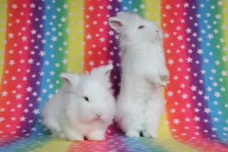 Simchi and Satchi (bonded pair)