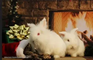 Simchi and Satchi (bonded pair)