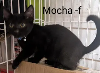 Mocha