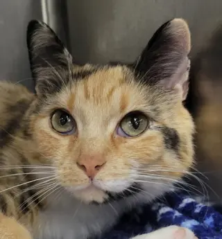 Tiki @ Montrose Petsmart!