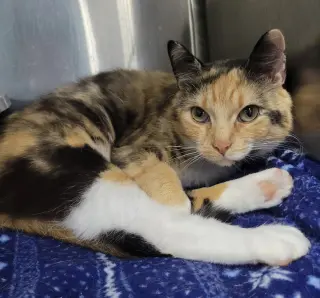 Tiki @ Montrose Petsmart!