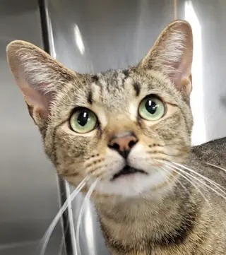 Hans *FIV+* (Polydactyl)