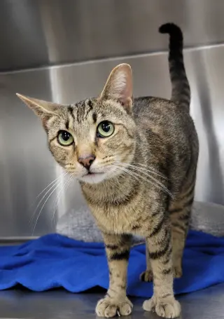 Hans *FIV+* (Polydactyl)