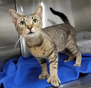 Hans *FIV+* (Polydactyl)