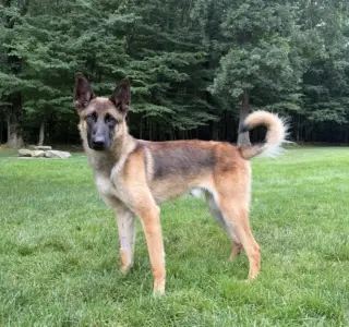 Remington (Remy) - Located in Connecticut