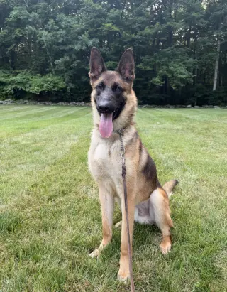 Remington (Remy) - Located in Connecticut