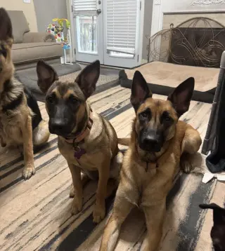 Poppet - Located in Georgia