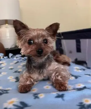 A Casey