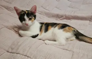 Gidget
