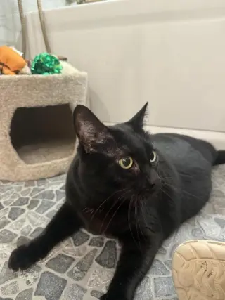 Smoov