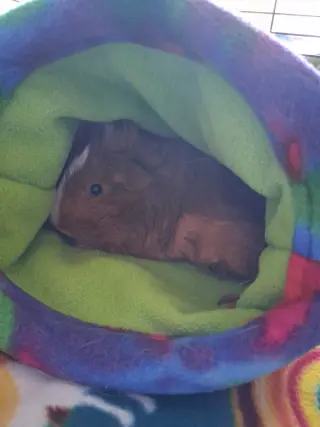 Pixie and Trixie