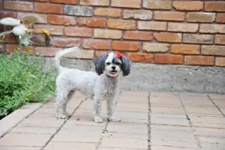 Sia