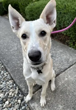 Elsa