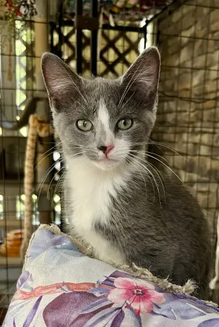 Micah
