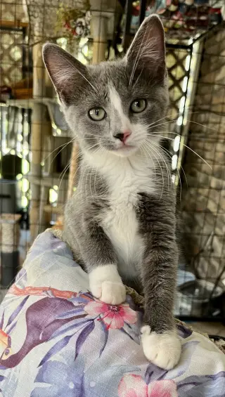 Micah