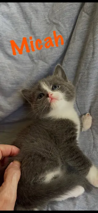 Micah