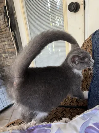 Micah