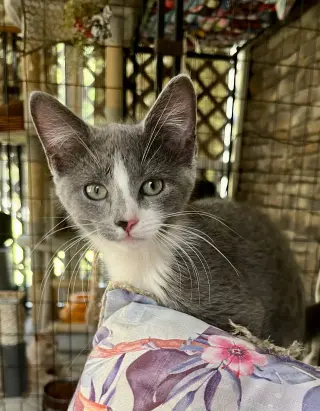 Micah