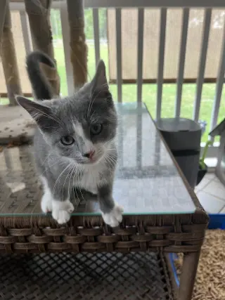 Micah