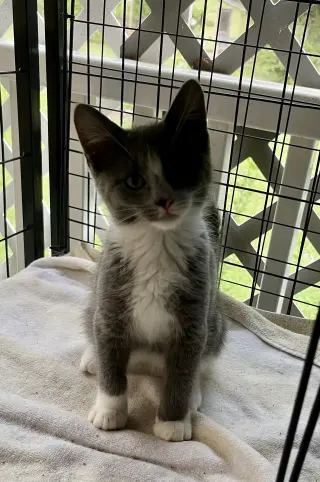 Micah