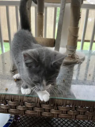 Micah