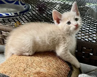 Percy