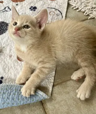 Percy