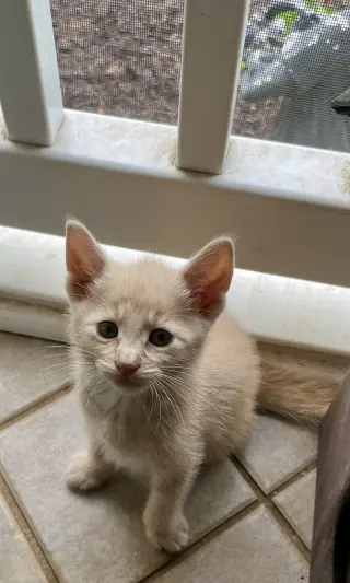 Percy