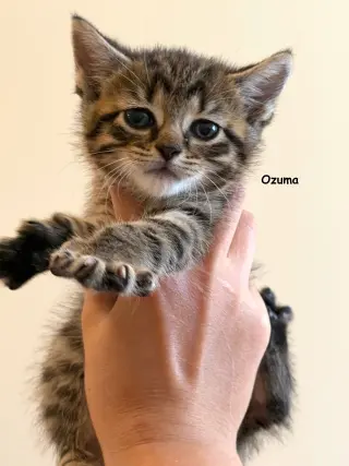 Ozuma