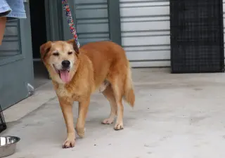 Rusty Redd