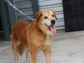 Rusty Redd