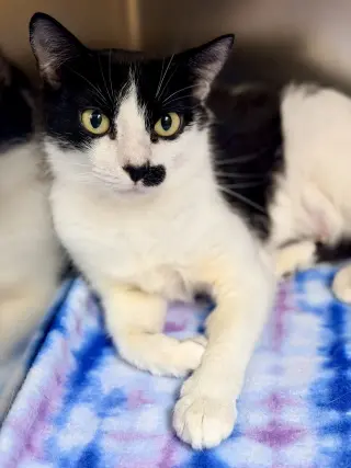 Cookie