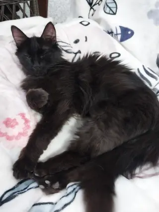Roxanne *IN FOSTER*